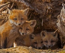 8_fox_kits_may.jpg