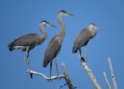 Great blue heron Photo: Ron Logan