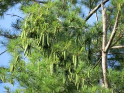Pine trees Photo: Ben Haubrich
