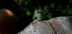 Grasshopper Photo: Galen Kilbride