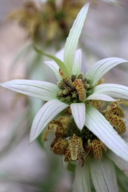 Unusual blossom Photo: Jack Saul