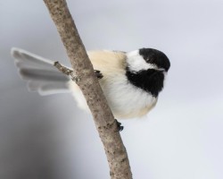8tig_chickadee_web.jpg