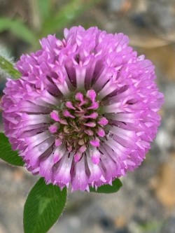 Beautiful purple flower Photo: Bonita Choly
