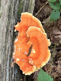 Fungus and slug Photo: Cliff Cook