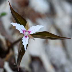 Painted trilliums Photo: Sandy Miklas Dannis
