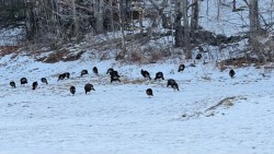 9-hillier-turkey-field.jpg Photo: Brenda Lee Hillier