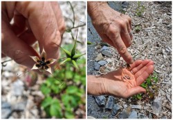 Seeds of columbine Photo: Emily S. Rowe