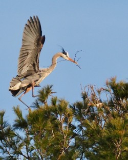 Nest building Photo: Ross Lanius