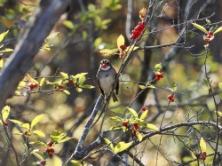 Sparrow Photo: Carol Roede