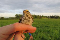 Tagged bird Photo: Allan Strong
