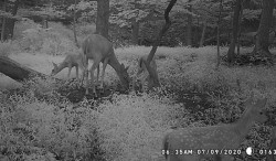 Doe with Fawns Photo: Bonnie Honaberger