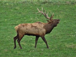 Elk Photo: Charlie Schwarz