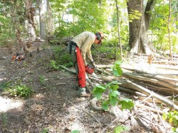 Trimming trunks Photo: Greater Worcester Land Trust