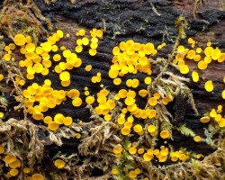 Mushrooms Photo: Frank Kaczmarek