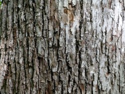 Maple Sugar Bark Photo: Elisa Campbell