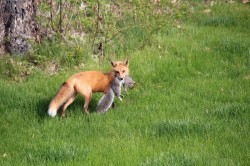 May Fox Photo: Chris D’Angelo
