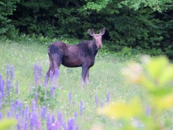 Moose Photo: Meghan McCarthy McPhaul
