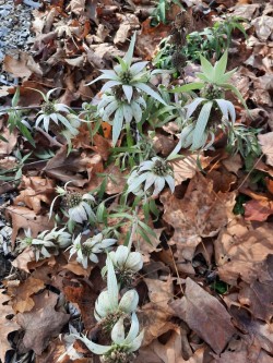 Leaf mulch Photo: Emily S. Rowe