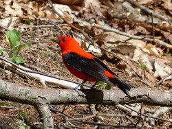 9_scarlet_tanager_sm.jpg