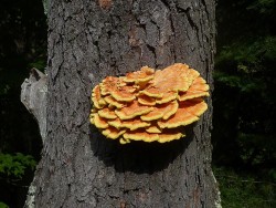 9_treefungi.jpg
