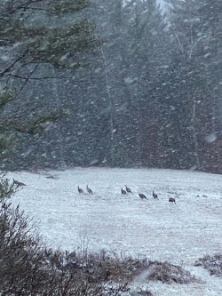 Turkeys Photo: Cynthia Canaday