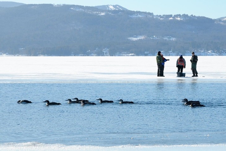 Loon rescue