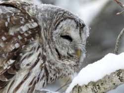 Barred owl Photo: Jen Adams
