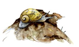 Amber snails thumbnail