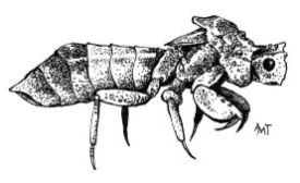 ambush_e.jpg thumbnail