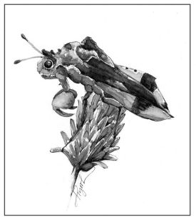 Ambush_web.jpg thumbnail