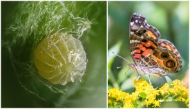 American lady butterfly and eggs thumbnail