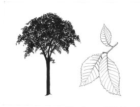 American_Elm.jpg thumbnail