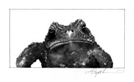 Amph_Toxins.jpg thumbnail