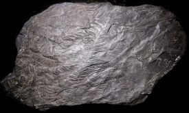 ancient_forest_web.jpg thumbnail