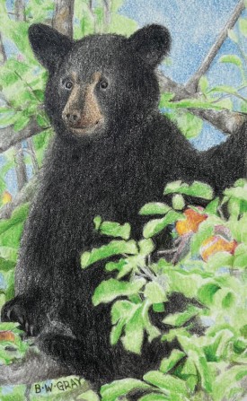 Apple path thumbnail