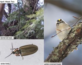 April nature thumbnail