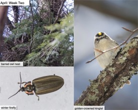 April nature thumbnail