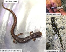 April nature thumbnail