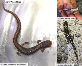 April nature thumbnail