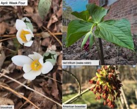 April nature thumbnail