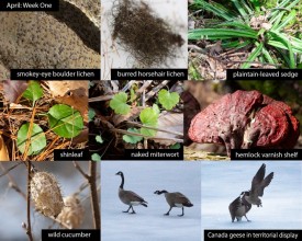 april-week-1-25.jpg thumbnail