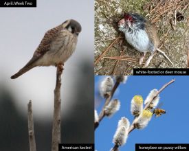 april-week-2-25.jpg thumbnail