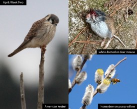 april-week-2-25.jpg thumbnail