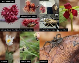 April nature thumbnail