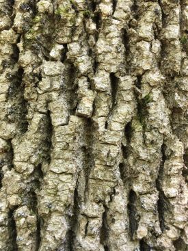 Ash Tree Bark thumbnail