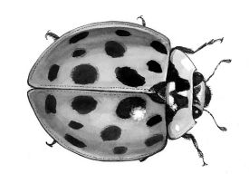 asian_ladybug.jpg thumbnail