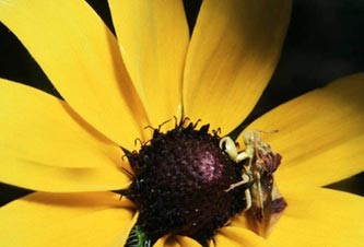 Aug2809_contest_pic_400.jpg Image