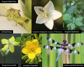 August nature thumbnail