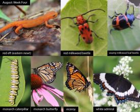 august-week-4-2025.jpg thumbnail