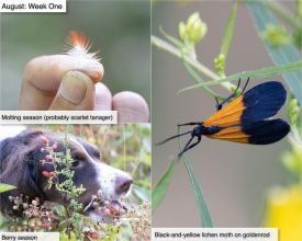 August nature thumbnail